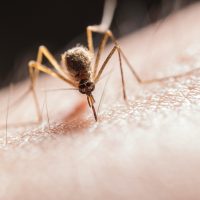 mosquito_control_service_houzecare