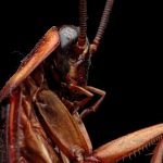 pest_control_cockroach_service